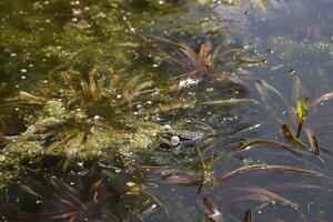 natural pond with lots of frogs, spring photo