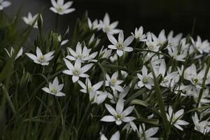 floración zijpe evento, dónde usted lata tomar un caminar mediante el tulipanes y otro flor bulbo campos foto