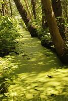 canal in the forest, the netherlands photo