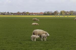 North Holland landscape in the spring, sheep and lamb in the field photo