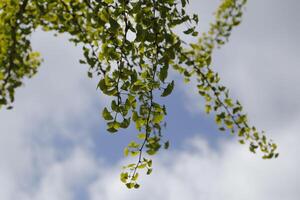 gingko biloba tree with a blue sky and white clouds background photo