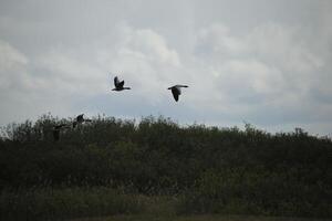 coot, fauna in the Zwanenwater nature reserve in North Holland, the Netherlands. Lots of different birds to see. photo