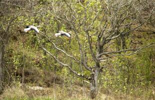 geese, A round walk in the Zwanenwater nature reserve in , North Holland, the Netherlands photo