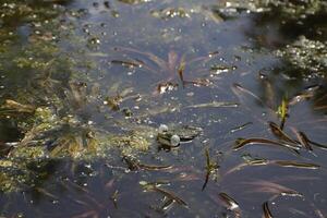 natural pond with lots of frogs, spring photo