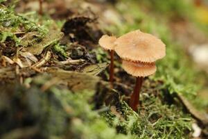 seta venenosa, otoño, bosque, Europa foto