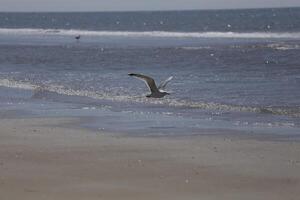 seagulls and other birds look for food at the sea, nature reserve photo