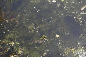 natural pond with lots of frogs, spring photo