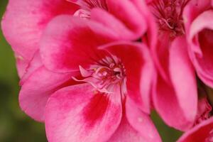 close up of a pink geranium or Pelargonium photo