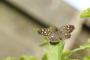 speckled wood butterfly photo