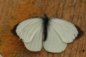 pequeño repollo blanco, mariposa foto