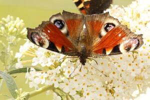 Peacock butterfly, insect, beatuiful, animal photo