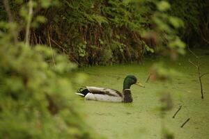 mallard swims in a canal photo