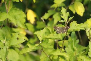 mariposa de madera moteada foto