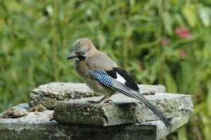 colorful jay bird photo