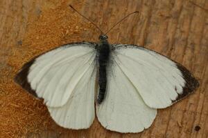 pequeño repollo blanco, mariposa foto