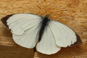 pequeño repollo blanco, mariposa foto