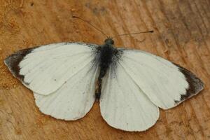 pequeño repollo blanco, mariposa foto