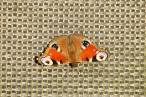 Peacock butterfly, insect, beatuiful, animal photo
