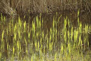 aquatic plants, riparian plants in the swan water nature park, north holland, the netherlands photo