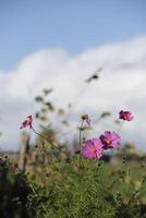 rosado cosmea flores foto