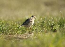 a paradise for birds, the dunes with shallow lakes, birds lay their eggs and find food, vlieland, the netherlands photo