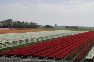 tulips blooming, springtime, the netherlands, flowerfields photo