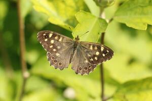 speckled wood butterfly photo