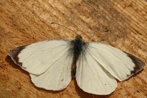 pequeño repollo blanco, mariposa foto