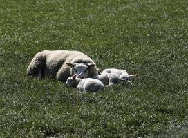 oveja y corderos en el prado en el Países Bajos foto