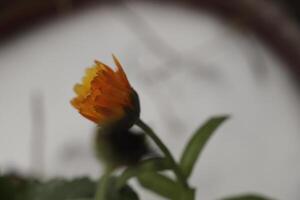 flor de caléndula naranja foto