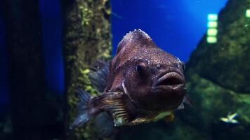 cyclopterus lumpus snoekbaars zwemt onderwater- video