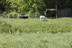 sheep and lambs in the meadow in the Netherlands photo