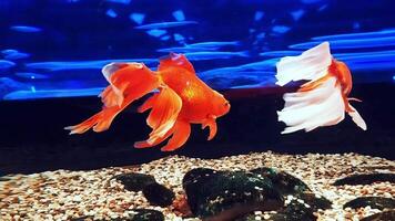 gold red and white fish fantail and veiltail swim in blue water video