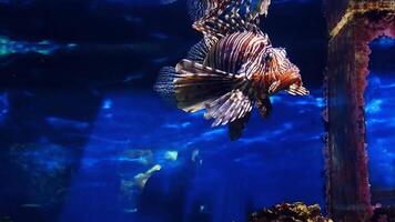 Pterois volitans swims in blue water video