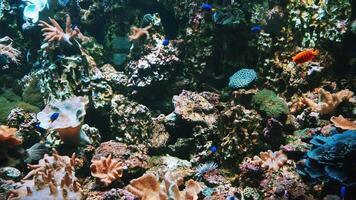 tropical exótico colorida peixe nadar debaixo água perto uma coral recife video