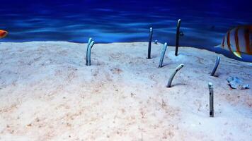 taéniocongère hassi, Pointé jardin anguille à le bas dans le le sable video