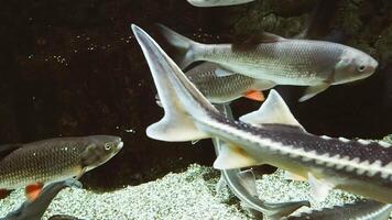 Rutilus frisii, rudd und andere frisches Wasser europäisch Fluss Fisch schwimmen im das Wasser video