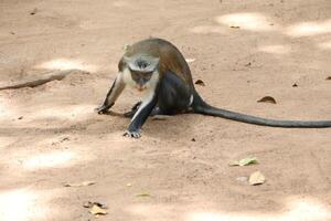 little monkey on the ground photo