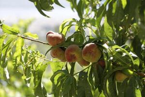 wild peaches on a tree photo