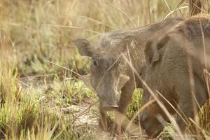 warthog in the nature in benin photo