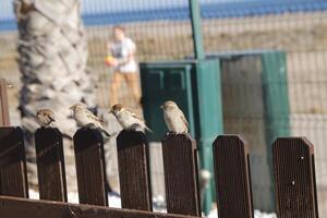 sparrows waiting for spilled food photo