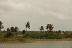 lake aheme, benin, africa photo