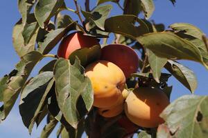 kaki o sharon Fruta colgando en un árbol foto