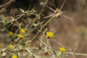 amarillo cardo en naturaleza foto