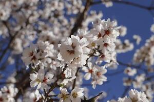 blooming almond flowers photo