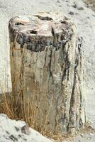 petrified tree on lesbos, greece photo