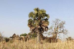 tata somba village in the north of benin photo