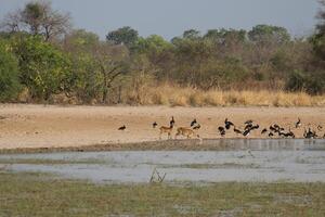 impalas and other animals drinking water in a lake in pendjari np, benin photo