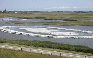 nature reserve behind the dunes, birds hatch their eggs and catch fish in the north sea photo