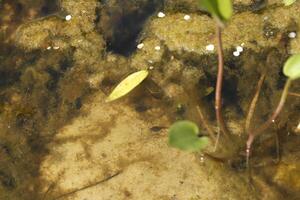 natural pond with lots of frogs, spring photo